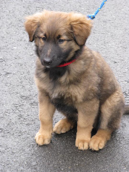 2009_02_08 bella_001.jpg - Auch Sitz kann ich schon...